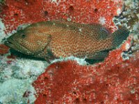 Graysby Sea Bass with a purple clearner scrimp on his back.
